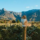 Wildebraam Berry Estate