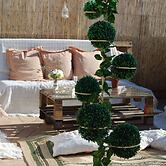 El patio del limonero