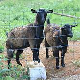 Alstonville Country Cottages