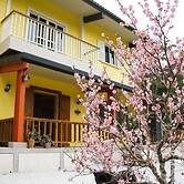 Hemerocallis Country House