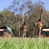 Zoofari Lodge at Taronga Western Plains