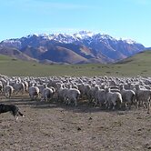 Pahau Downs High Quality Farmstay