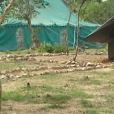 Lochinvar Safari Lodge