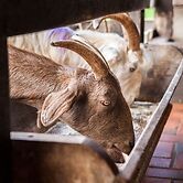 Hotel Fazenda Igarapés