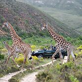 Gondwana Game Reserve