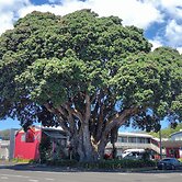 Landmark Manor Motel