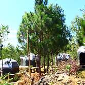 Bukit Lintang Sewu Domping