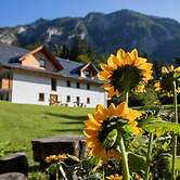 Apartments Goldhorn Kingdom