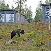 Bear Centre