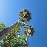 Sea Shell Palms