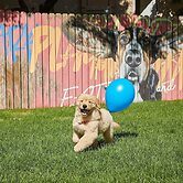 Sono Pet Clubs & Resorts VivaldiPark