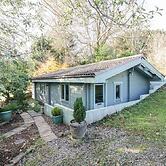 Camellias at Magnolia Lake