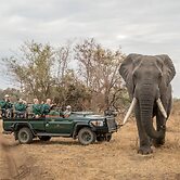 Karongwe Portfolio - Karongwe River Lodge