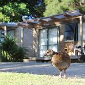 Russell - Orongo Bay Holiday Park