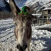 Hotel la Grange - Animal Chic Hotel