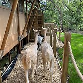 Robin Hood Safari Tent