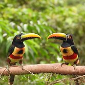 Esquipulas Rainforest