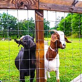 Pisgah Forest Farm Home: Outdoor Pool & Games