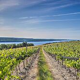 Finger Lakes Farm Retreat: Walk to Wineries!