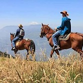 EL CEDRO SOÑADO