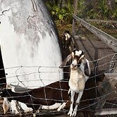 40-acre Farm w/ Animals & Fishing in Sebring!