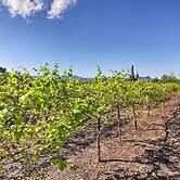 Luxe Tucson Vineyard Home w/ Views & Fire Pit