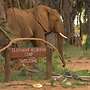 Elephant Bedroom Camp
