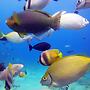 Dive and Trek Resort & Marine Sanctuary