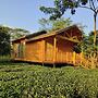 The Postcard in the Durrung Tea Estate