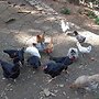 pousada a marca do faraó