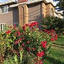 Rose Garden