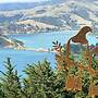 Kūkupa Matairangi at Akaroa Lavender