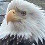 Paradise Suites Eagles Nest Apt C