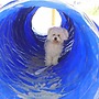 Pet Family Camping Cortina