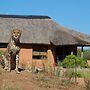 Babson House @ Cheetah Conservation Fund