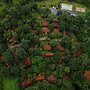 Vythiri Holiday Resorts