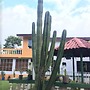 Los Cactus