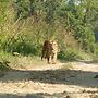 Kingfisher Jungle Trekking Tour