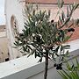 B&B Il Nido delle Rondini