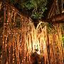 Banyan Tree Resort - Campsite