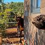 Tiny House & Horses Hébergement Atypique à Loulé