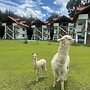 RESORT ALAPA