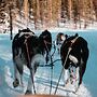 Highland Lodge Fjellandsby