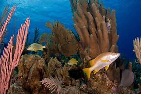 Stella Maris Resort Club