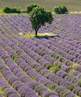 ibis Avignon Centre Pont de l'Europe