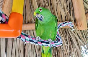 Best Western Plus Beach Resort