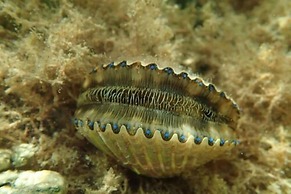 Plantation Resort on Crystal River, Ascend Hotel Collection