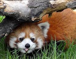 Best Western Plus Village Park Inn