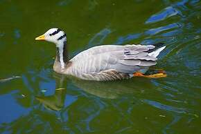 The Diplomat Hotel and Spa