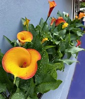 Nation's Inn of Wake County - Raleigh Crabtree